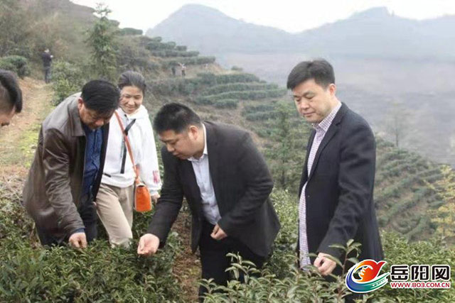 市茶葉辦為做強(qiáng)白石茶業(yè)把脈助力