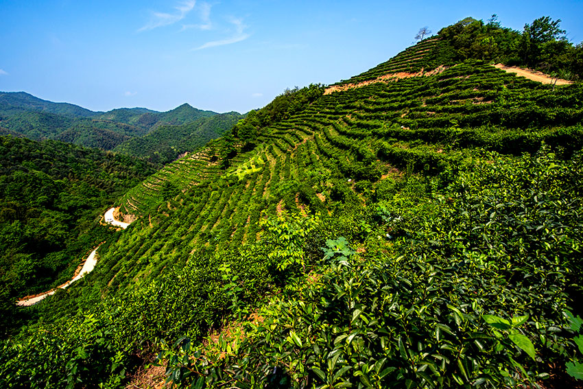 十里茶山--劉謙