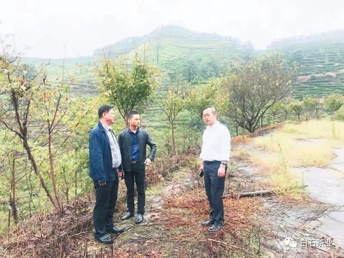 白石嶺上繪新圖——省標(biāo)準(zhǔn)化協(xié)會(huì)專家指導(dǎo) 白石茶業(yè)示范區(qū)項(xiàng)目建設(shè)