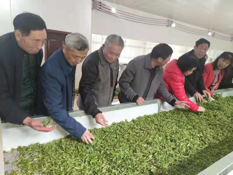 岳陽文化界助力白石國家黃茶示范園發(fā)展