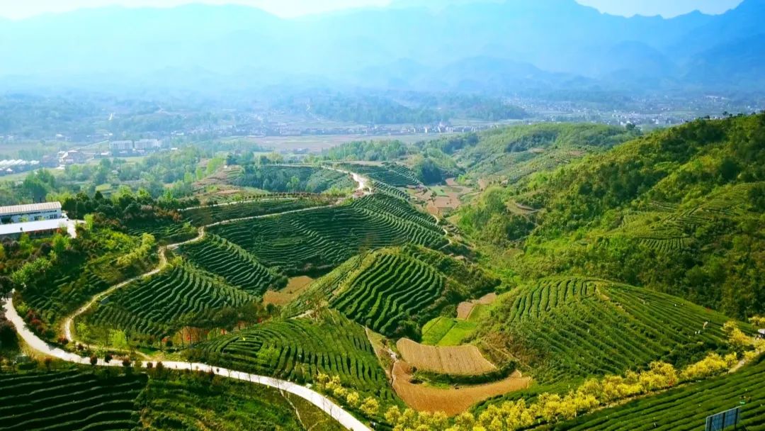我市“白石毛尖茶制作技藝”被列入岳陽(yáng)市第六批市級(jí)非物質(zhì)文化遺產(chǎn)代表性項(xiàng)目名錄