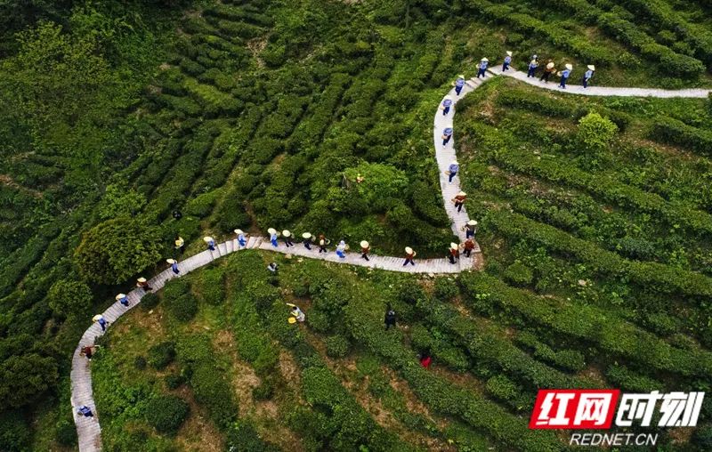 春日來(lái)信，臨湘白石茶園春茶相邀等君來(lái)