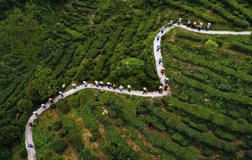 旅游 | 來(lái)臨湘白石茶園體驗(yàn)“龍脊梯田”層層疊疊的壯美