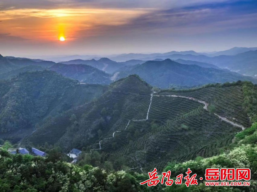 鄉(xiāng)村振興丨來(lái)臨湘白石茶園 赴一場(chǎng)春茶之約
