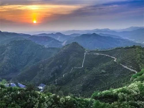 新華資訊網(wǎng) || 來(lái)臨湘白石茶園體驗(yàn)“龍脊梯田”層層疊疊的壯美