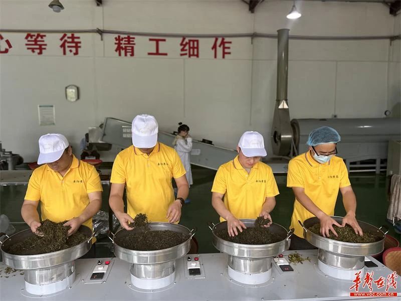2024年第五屆“幽良山杯”岳陽(yáng)黃茶（機(jī)械）制茶師大賽冠軍出爐