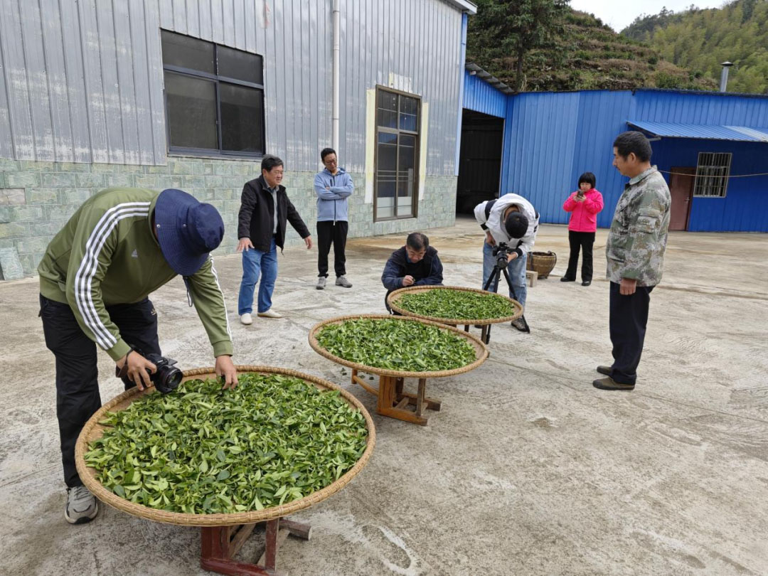 央視《地理·中國(guó)》欄目組來白石茶園取景拍攝