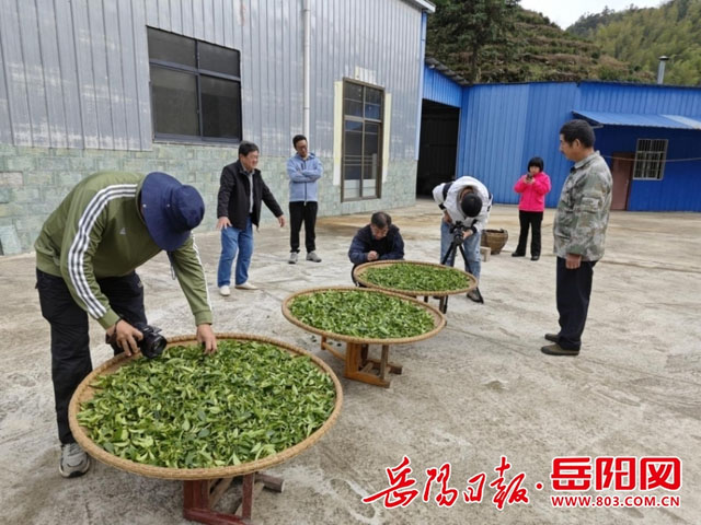 央視《地理·中國(guó)》欄目組來(lái)白石茶園取景拍攝
