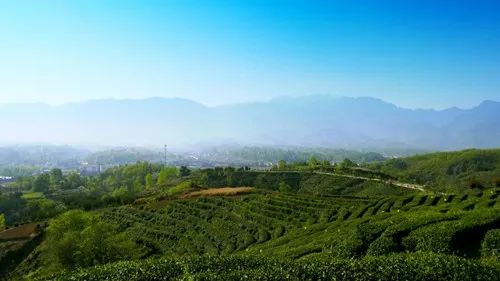 岳陽(yáng)網(wǎng) | 天車嶺 一張锃亮的茶旅文化名片