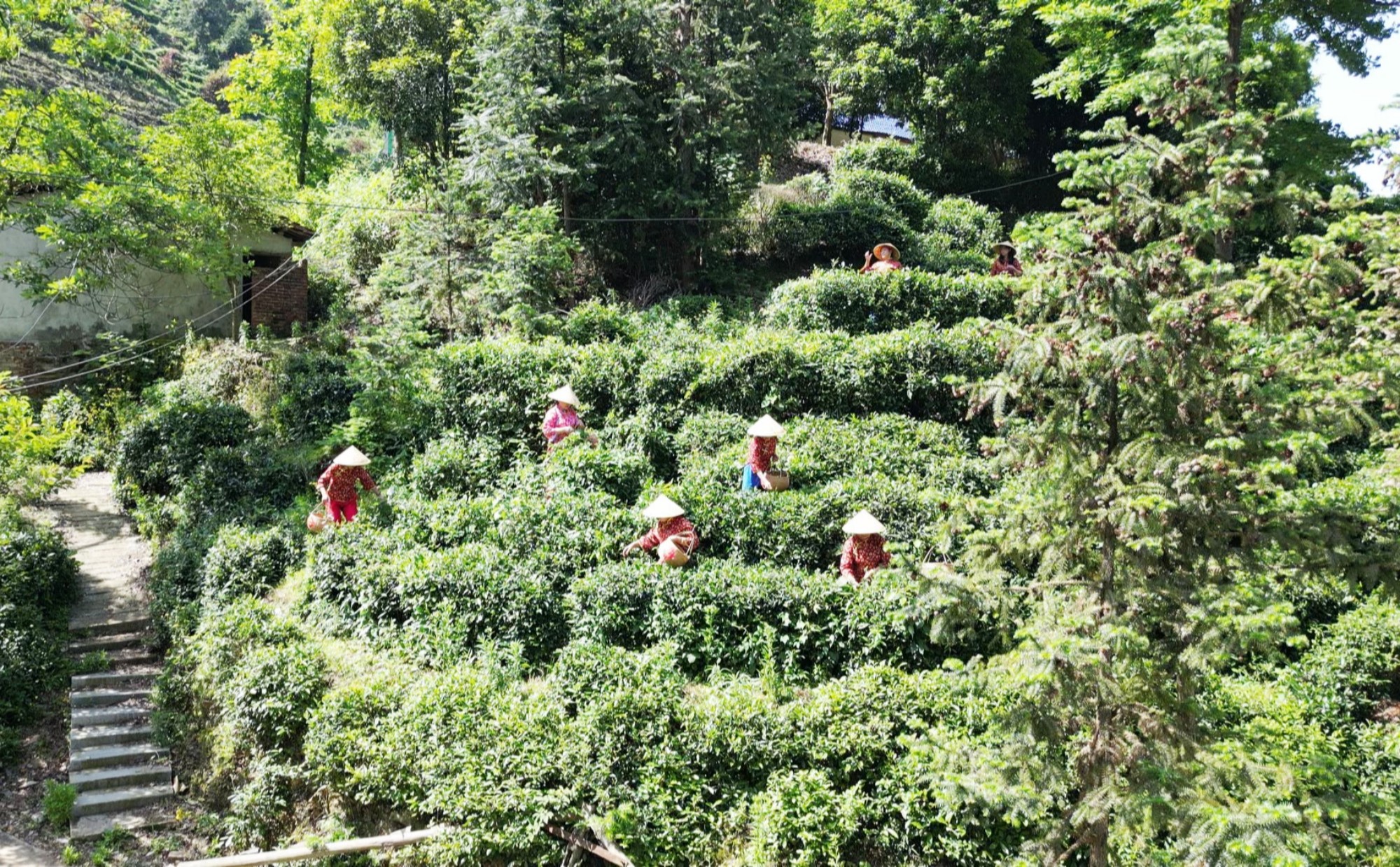 白石茶園：體驗(yàn)采茶制茶 喜迎國(guó)際茶日