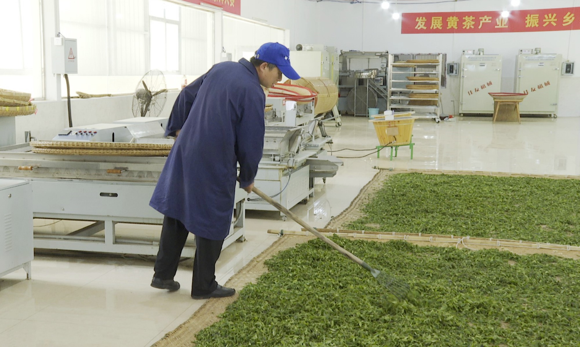 白石茶園005_副本.jpg